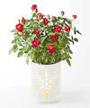 Image of Standard version for Be Merry Red Rose - FedEx