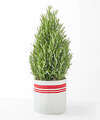 Image of Standard version for Good Cheer Rosemary Tree - FedEx