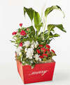 Image of Standard version for Merry and Bright Garden - FedEx