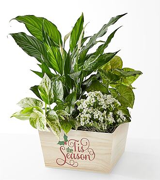 Tis the Season Garden - FedEx