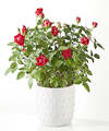 Image of Standard version for Pearl Kiss Red Mini Rose - FedEx