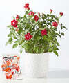 Image of Standard version for Pearl Kiss Red Mini Rose with Valentine’s Pop Up Card - FedEx