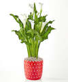 Image of Standard version for Elegant Romance Calla Lily - FedEx