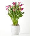 Image of Standard version for Blushing Beauty Calla Lily - FedEx