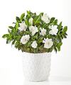 Image of Standard version for Pure Grace Gardenia - FedEx