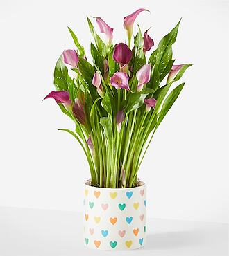 Loving Bloom Purple Calla Lily Plant - Hearts Ceramic Container - FedEx - YAF24