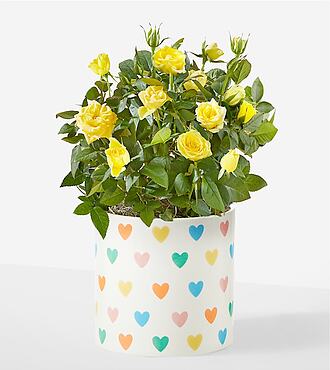 Sunshine Yellow Rose Plant - Hearts Ceramic Container - FedEx - YAF25