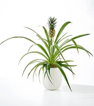 Golden Pineapple Bromeliad Plant - FedEx
