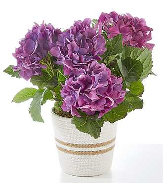 Pretty Purple Hydrangea - FedEx