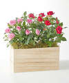 Image of Standard version for Side by Side Rose Duo - FedEx