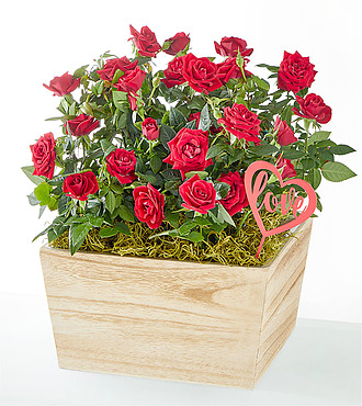Cupid's Rose Garden - FedEx