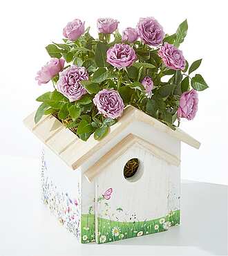 Lavender Mini Rose in Decorative Birdhouse - FedEx