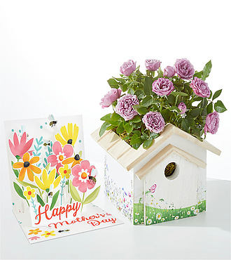 Lavender Rose in Decorative Birdhouse and Mother's Day Pop Up Card - FedEx - YAF46MDC