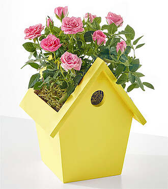 Hello Sunshine Mini Rose - FedEx