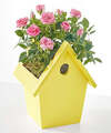 Image of Standard version for Hello Sunshine Mini Rose - FedEx