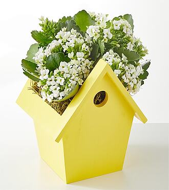 Hello Sunshine Blooming Plant - FedEx