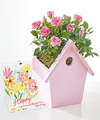 Image of Standard version for Pink Mini Rose and Mother's Day Pop Up Card - FedEx