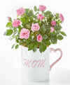 Image of Standard version for Make Mom's Day Mini Rose - FedEx