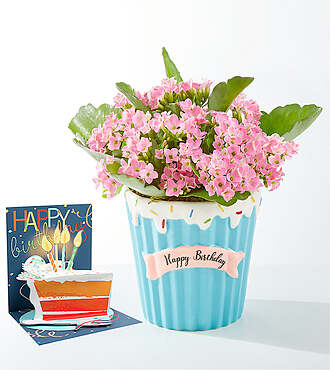 Birthday Blooms Plant & Birthday Pop Up Card - FedEx - YAF58BDC