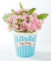 Image of Standard version for Birthday Blooms Plant - FedEx