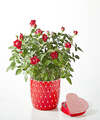 Image of Standard version for Pearl Kiss Red Mini Rose with Heart Shaped Chocolate - FedEx