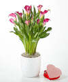 Image of Standard version for Blushing Beauty Calla Lily with Heart Shaped Chocolate - FedEx