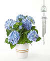 Image of Standard version for Beyond Blue Hydrangea and Love Blooms Windchime Gift Set - FedEx