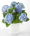 Image of Standard version for Beyond Blue Hydrangea - Ceramic Pot - FedEx
