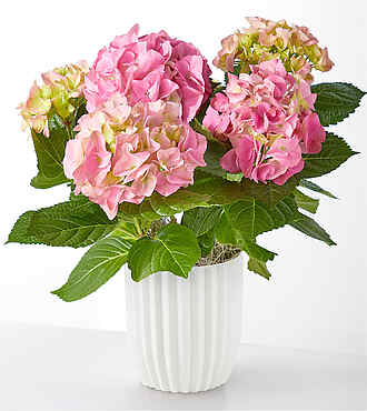 Pink Hydrangea Plant - Ceramic Pot - FedEx - YAF76