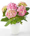 Image of Standard version for Pink Hydrangea Plant - Ceramic Pot - FedEx