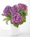 Image of Standard version for Pretty Purple Hydrangea - Ceramic Pot - FedEx