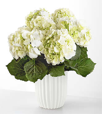 Pure White Hydrangea Plant - Ceramic Pot - FedEx - YAF78