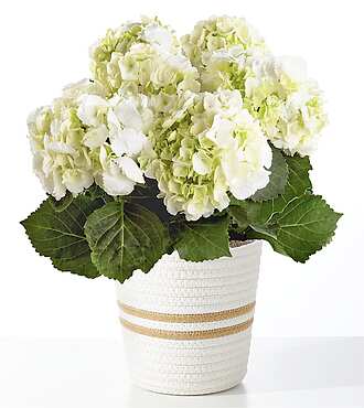 Pure White Hydrangea Plant - Woven Basket - FedEx - YAF79