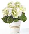 Image of Standard version for Pure White Hydrangea Plant - Woven Basket - FedEx
