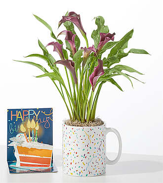 Purple Calla Celebration Mug - Purple Calla + Pop Up Card - FedEx - YAF80BDC