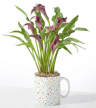 Purple Calla Celebration Mug - Purple Calla - FedEx - YAF80
