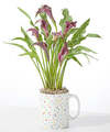 Image of Standard version for Purple Calla Celebration Mug - Purple Calla - FedEx