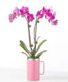Image of Standard version for Amethyst Bloom Orchid - FedEx
