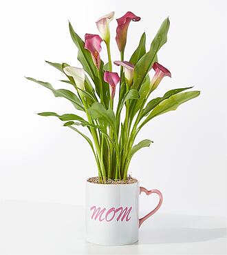 Mom's Heart Pink Calla Lily - FedEx - YAF85