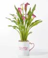 Image of Standard version for Mom's Heart Pink Calla Lily - FedEx