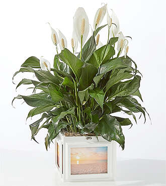 Peace Lily Keepsake Box - FedEx - YAF90