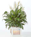 Image of Standard version for Peace Lily Keepsake Box - FedEx