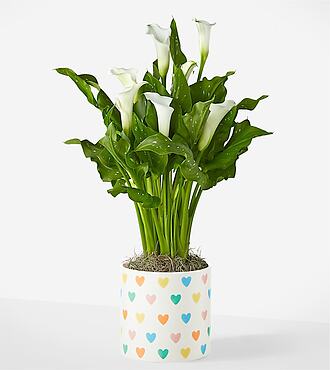 Classic White Calla Lily Plant - Hearts Ceramic Container - FedEx - YAFA3
