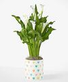 Image of Standard version for Classic White Calla Lily Plant - Hearts Ceramic Container - FedEx