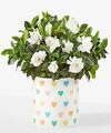 Image of Standard version for Pure Grace Gardenia Plant - Hearts Ceramic Container - FedEx
