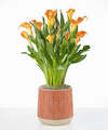 Image of Standard version for Golden Orange Calla Lily Plant - Orange Leaves Ceramic Container - FedEx