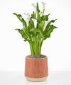 Image of Standard version for Classic White Calla Lily Plant - Orange Leaves Ceramic Container - FedEx