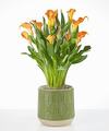 Image of Standard version for Golden Orange Calla Lily Plant - Green Leaves Ceramic Container - FedEx