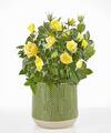 Image of Standard version for Sunshine Yellow Rose Plant - Green Leaves Ceramic Container - FedEx