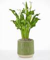 Image of Standard version for Classic White Calla Lily Plant - Green Leaves Ceramic Container - FedEx